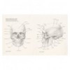 BASES DE LA ANATOMIA HUMANA