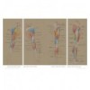 BASES DE LA ANATOMIA HUMANA