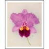 RHS ORCHIDS