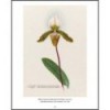 RHS ORCHIDS