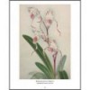 RHS ORCHIDS