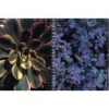 FOLIAGE TEXTURES (INCLUYE CD-ROM)