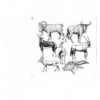 ANIMALS HANDMADE ILLUSTRATION