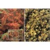 FOLIAGE TEXTURES (INCLUYE CD-ROM)