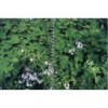 FOLIAGE TEXTURES (INCLUYE CD-ROM)